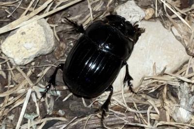 <i>Copris lunaris</i>