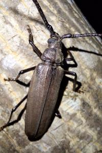 <i>Aegosoma scabricorne</i>