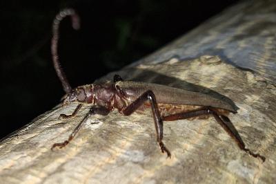 <i>Aegosoma scabricorne</i>