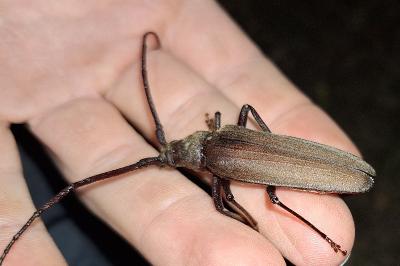 <i>Aegosoma scabricorne</i>