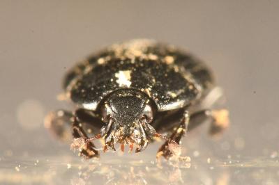 <i>Margarinotus ignobilis</i>