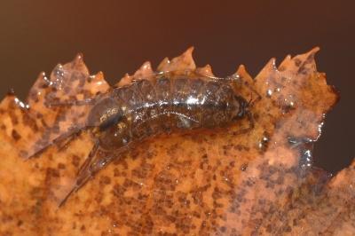 <i>Proasellus meridianus</i>