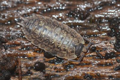 <i>Porcellio monticola</i>