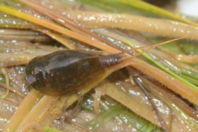 <i>Lepidurus apus</i>