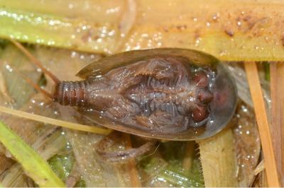 <i>Lepidurus apus</i>