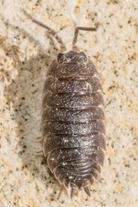 <i>Porcellio scaber</i>