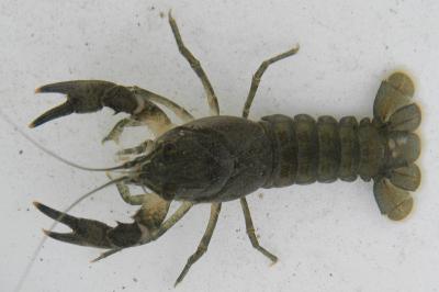 <i>Faxonius limosus</i>