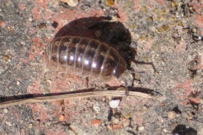 <i>Armadillidium vulgare</i>