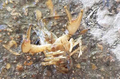 <i>Faxonius limosus</i>