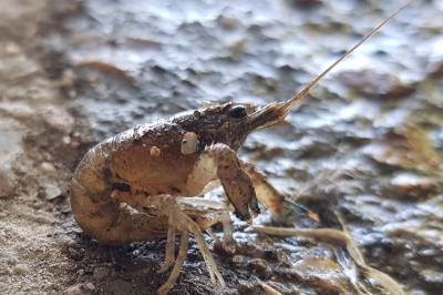 <i>Faxonius limosus</i>