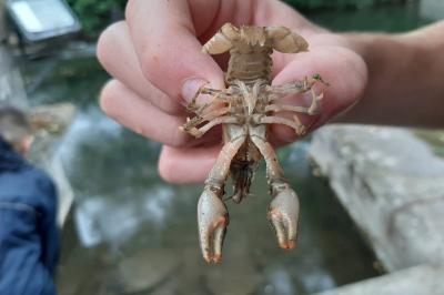 <i>Faxonius limosus</i>