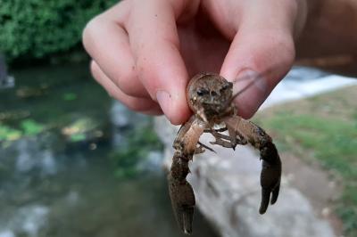 <i>Faxonius limosus</i>