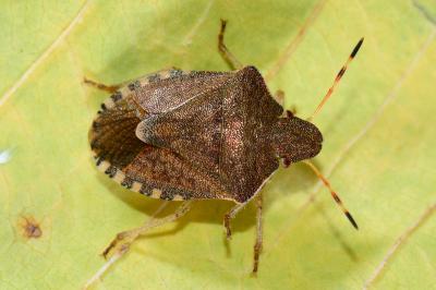 Peribalus strictus
