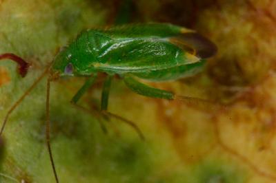 Orthotylus ericetorum
