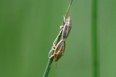 Aelia acuminata