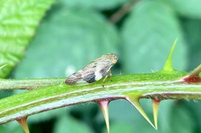 Aphrophora alni