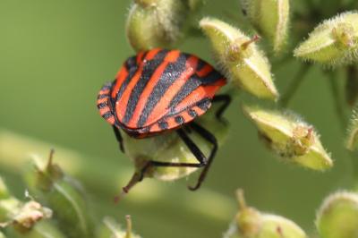 Graphosoma italicum