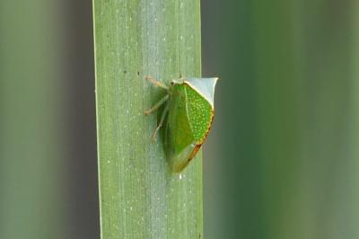 Stictocephala alta