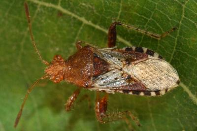 Rhopalus subrufus