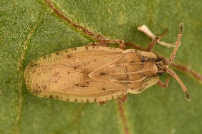 Tingis auriculata