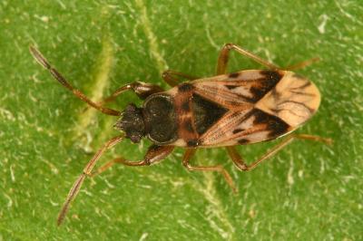 Scolopostethus affinis