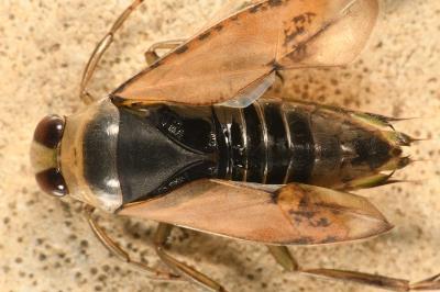 Notonecta glauca
