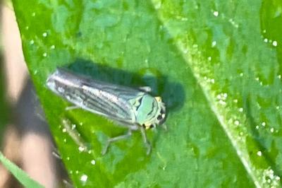 <i>Cicadella viridis</i>