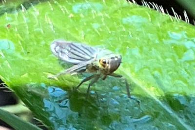 <i>Cicadella viridis</i>
