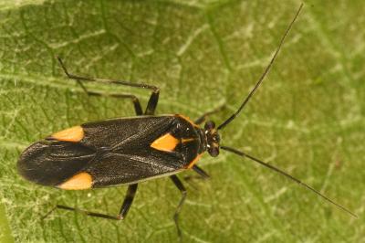 <i>Capsodes flavomarginatus</i>