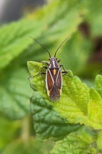 <i>Horistus orientalis</i>