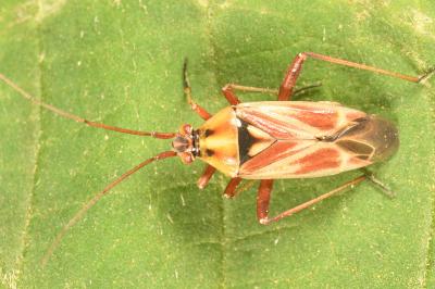 <i>Calocoris roseomaculatus</i>