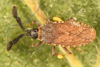<i>Copium clavicorne</i>
