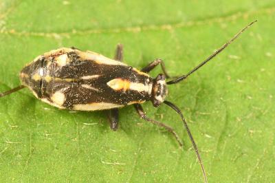 <i>Capsodes sulcatus</i>