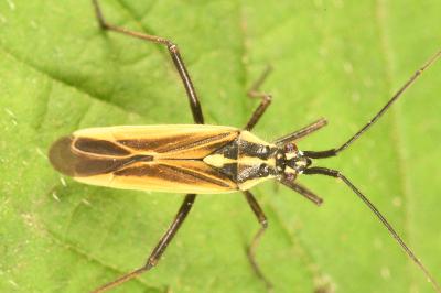 <i>Leptopterna dolabrata</i>
