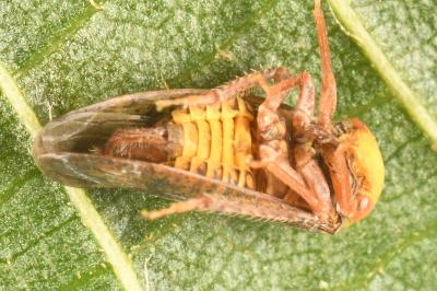 <i>Pediopsis tiliae</i>