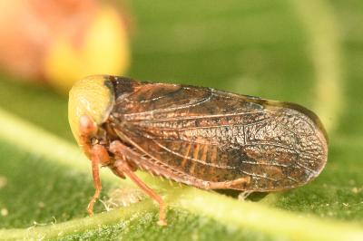 <i>Pediopsis tiliae</i>