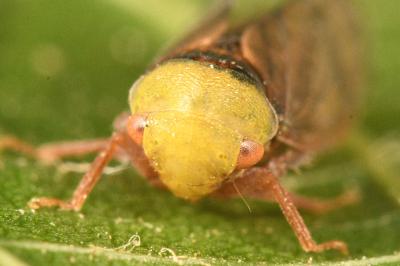 <i>Pediopsis tiliae</i>