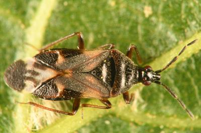 <i>Anthocoris nemoralis</i>