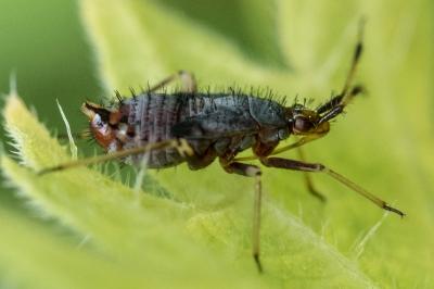 <i>Deraeocoris ruber</i>