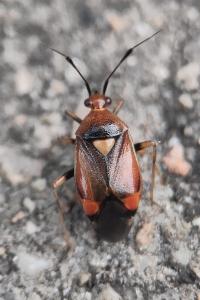 <i>Deraeocoris ruber</i>
