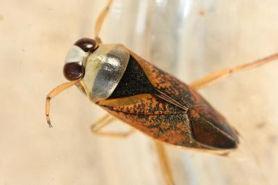 <i>Notonecta maculata</i>