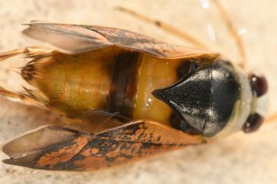 <i>Notonecta maculata</i>