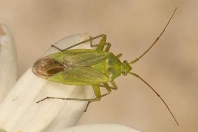 <i>Closterotomus norwegicus</i>