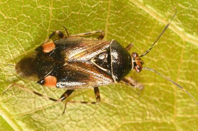<i>Deraeocoris flavilinea</i>