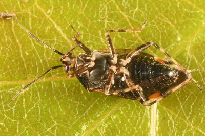 <i>Deraeocoris flavilinea</i>