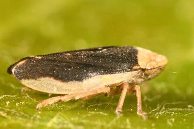 <i>Philaenus spumarius</i>