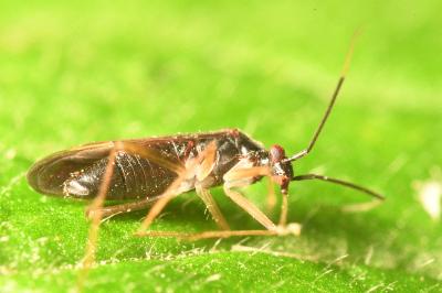 <i>Orthonotus rufifrons</i>