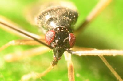 <i>Orthonotus rufifrons</i>