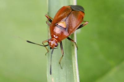 <i>Deraeocoris ruber</i>