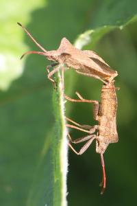 <i>Coreus marginatus</i>